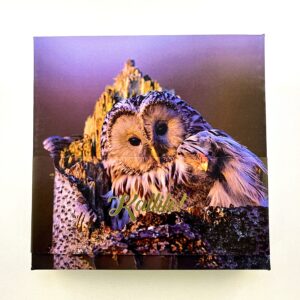 16 kommiga karp KALLILE! kakud