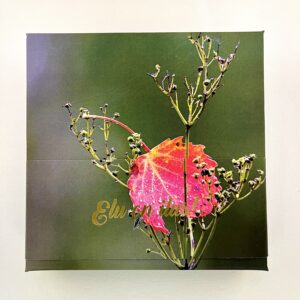 16 kommiga karp ELU ON ILUS! leht