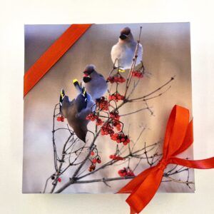 16 kommiga karp SIIDISABAD